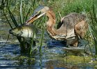 Die grote ou vis  Rooireier - Purple heron : frieda